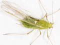 Acyrthosiphon pisum